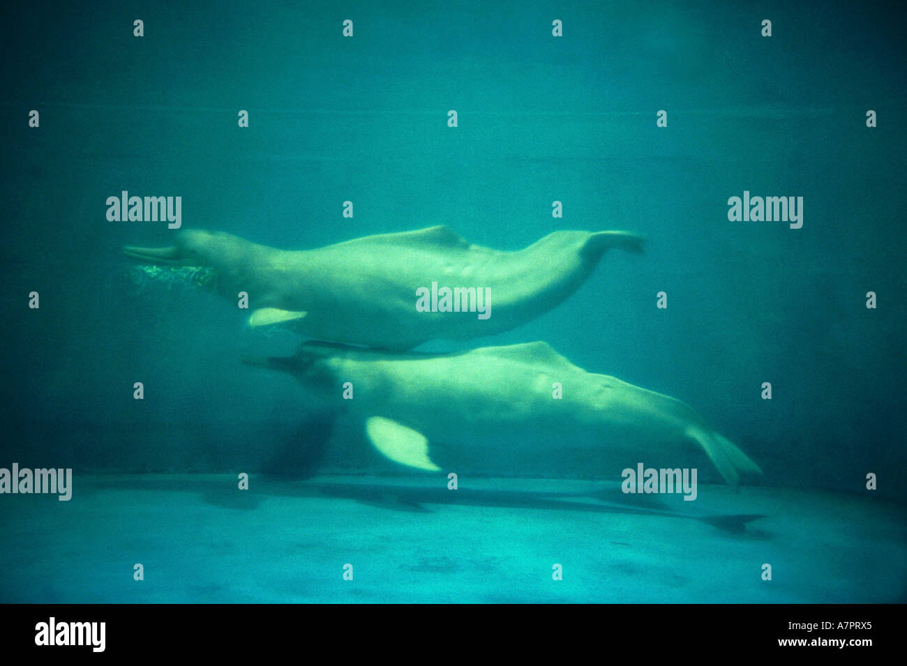 Amazon dolphin, Amazon River dolphin, bouto, boutu (Inia geoffrensis), two  individuals swimming side by side Stock Photo - Alamy