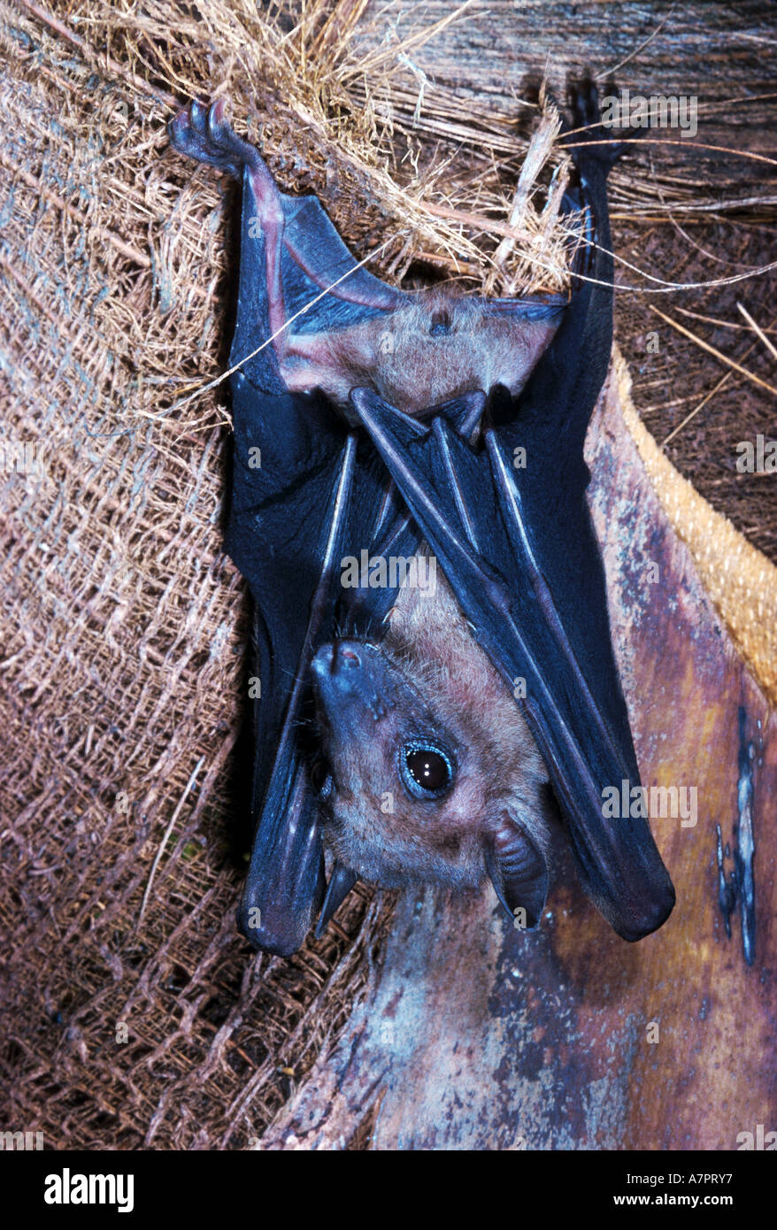 Old World fruit bats (Pteropodidae), from Kamerun Stock Photo