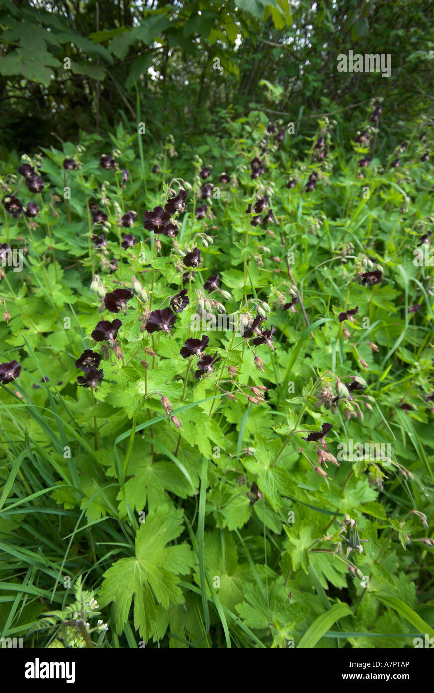 Roadside plants hi-res stock photography and images - Alamy