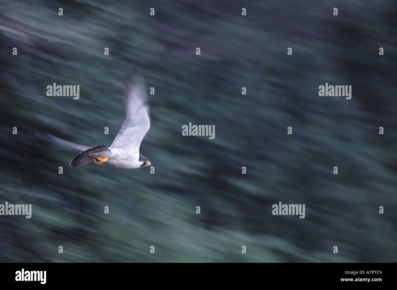 Peregrine falcon, Falco peregrinus, flying at high speed beside Porcupine river, Alaska. August, 2003. Stock Photo