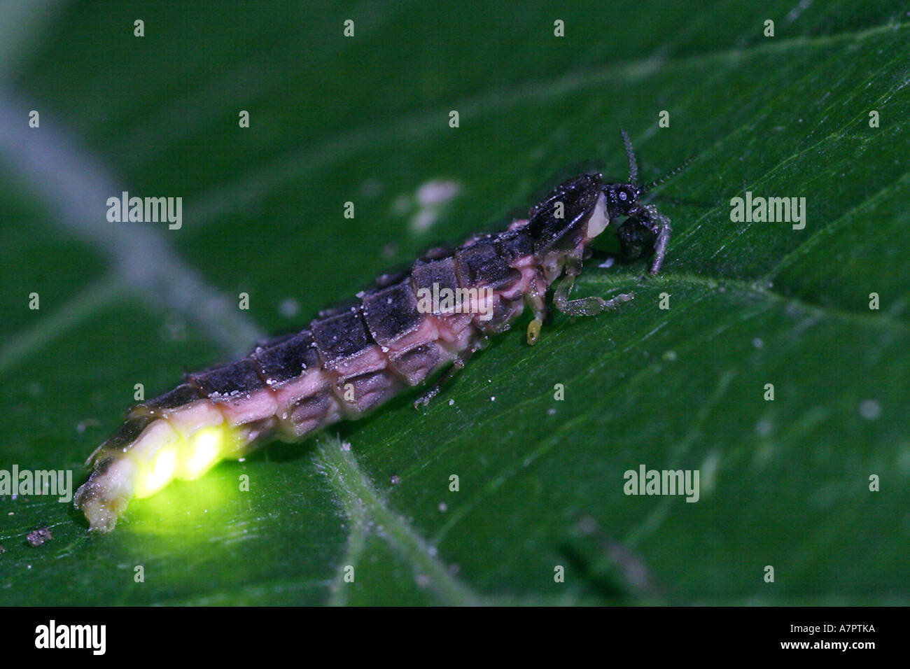 download blue glow worm download blue glow worm