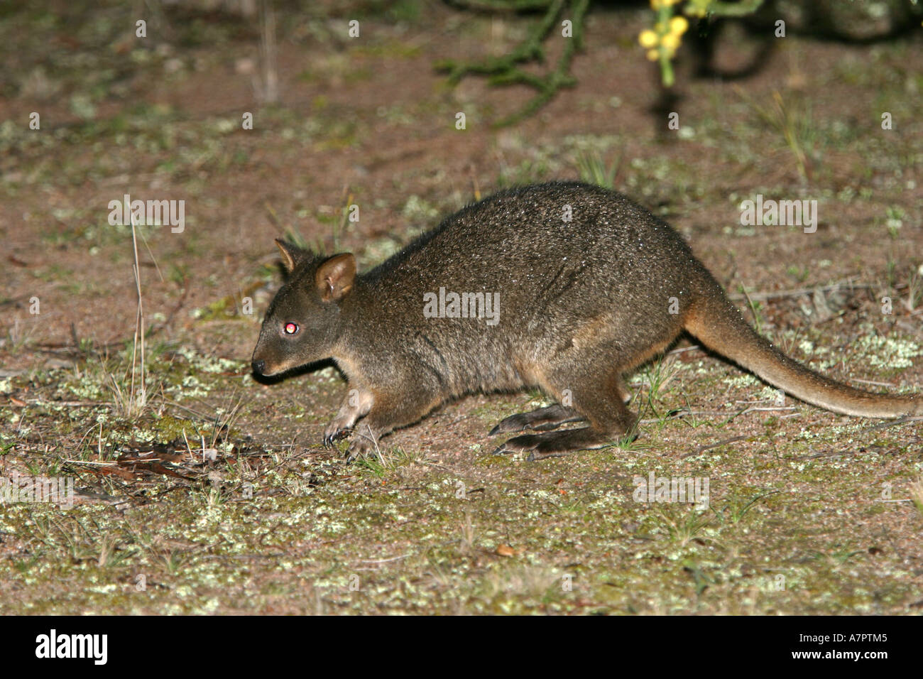 redbellied pademelon (Rufous wallaby), marsupial, night active