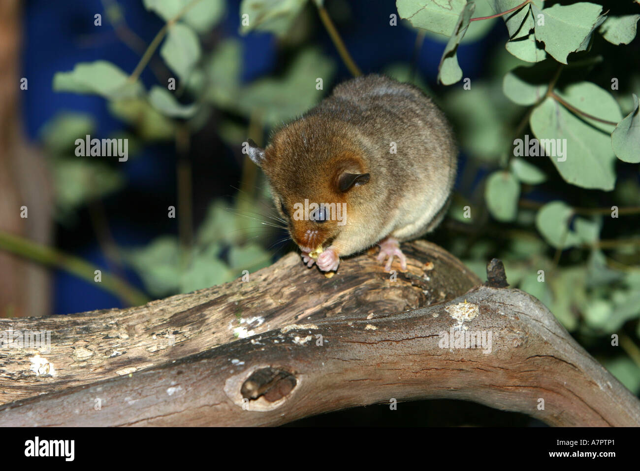spinifex hopping mouse (Notomys alexis), sitting on a branch, feeding, Australia, Victoria Stock Photo