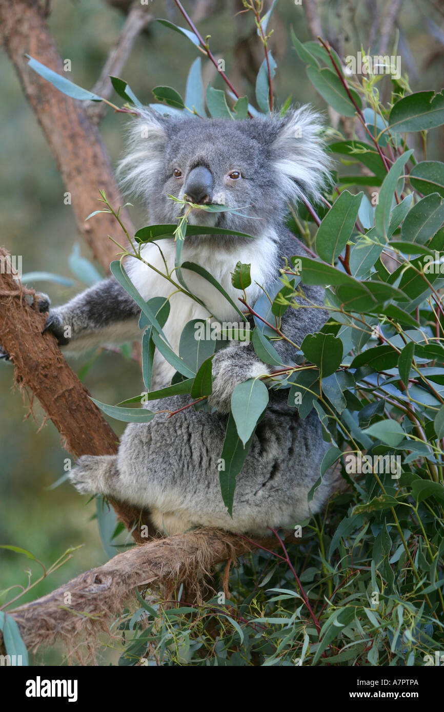 Koala bear tree hi-res stock photography and images - Alamy