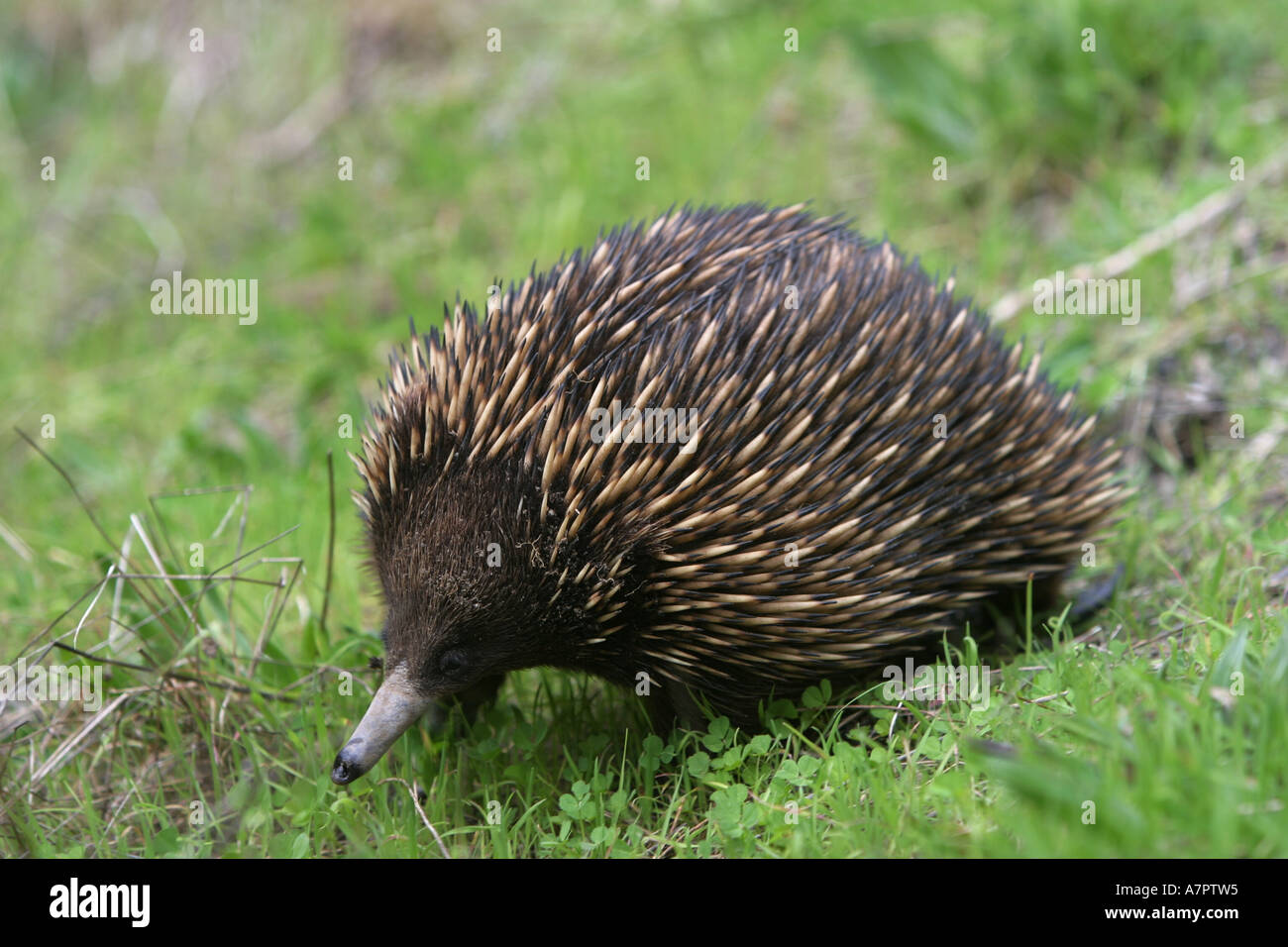 short-nosed echidna, short-beaked echidna, spiny anteater (Tachyglossus aculeatus), lateral, Australia, Victoria Stock Photo