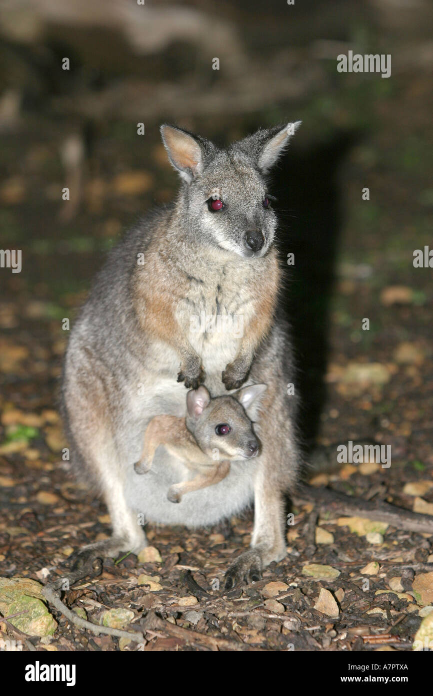 Rufous bellied pademelon hires stock photography and images Alamy