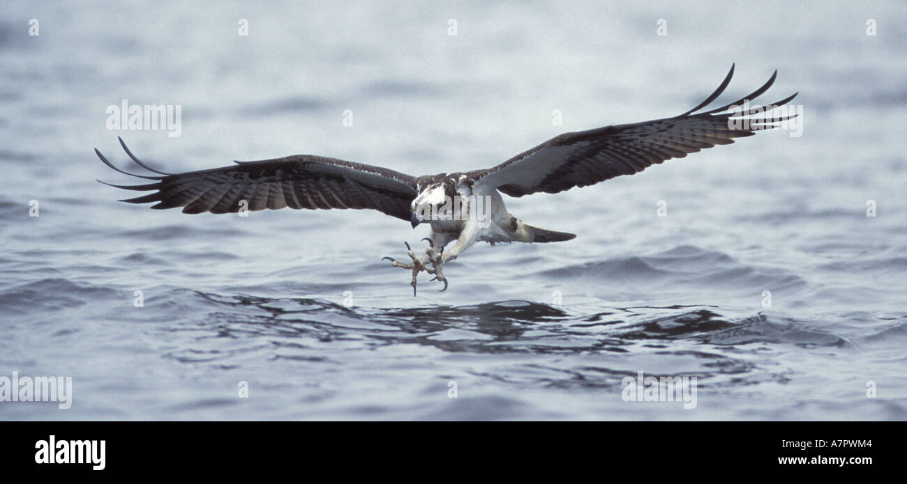 osprey, fish hawk (Pandion haliaetus), with outstretched claws, just before catching fish Stock Photo