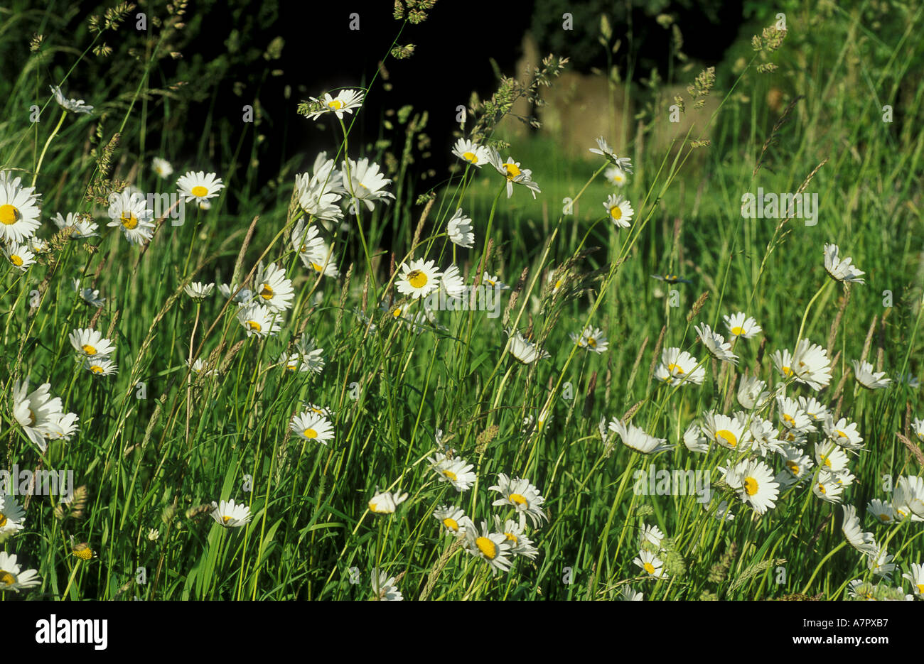 Oxeye hi-res stock photography and images - Alamy