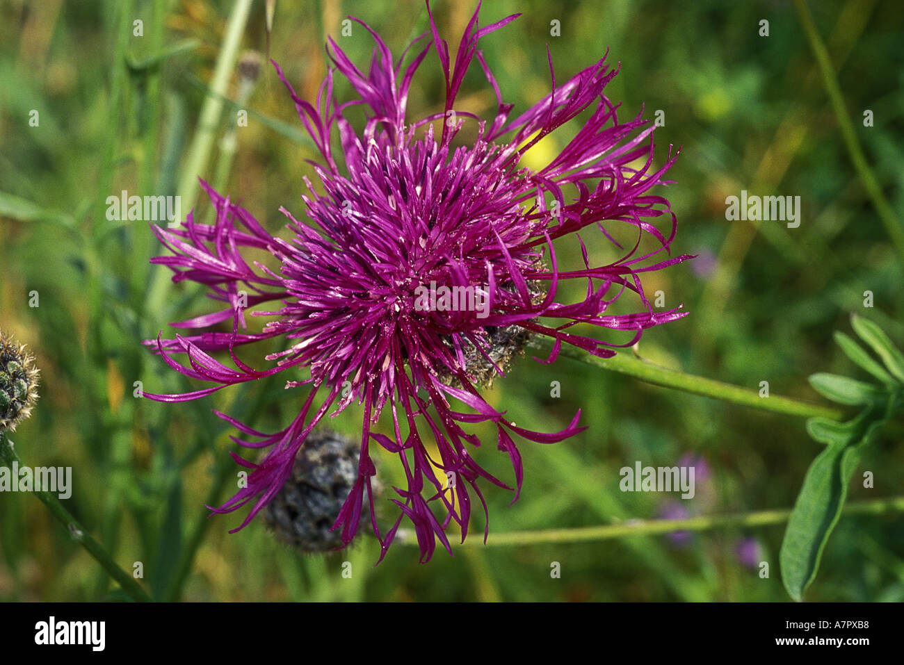 On the greater knapweed hi-res stock photography and images - Alamy