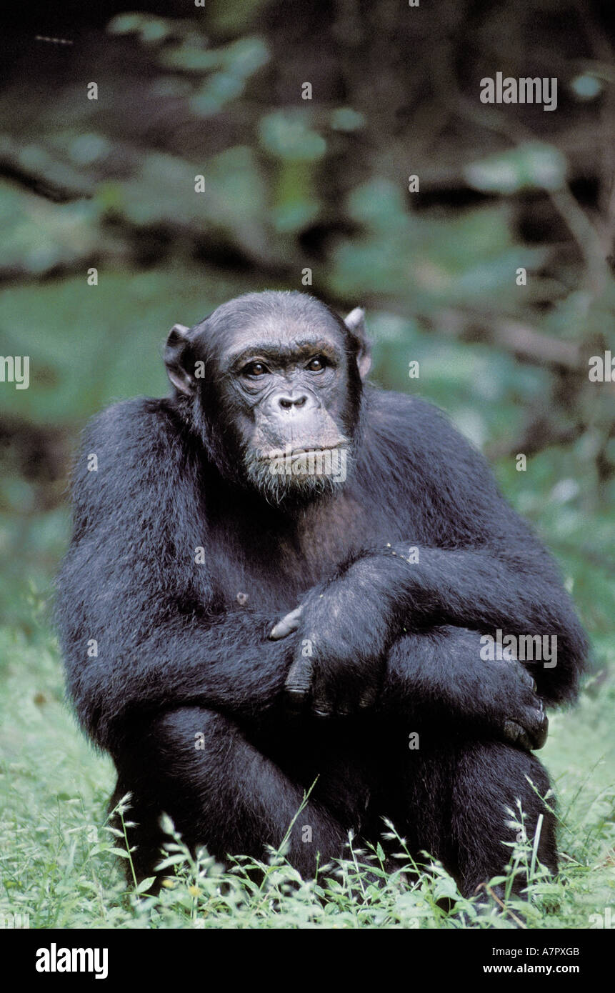 Easthern common chimpanzee (Pan troglodytes schweinfurthii), sitting, Tanzania, Gombe Np Stock Photo