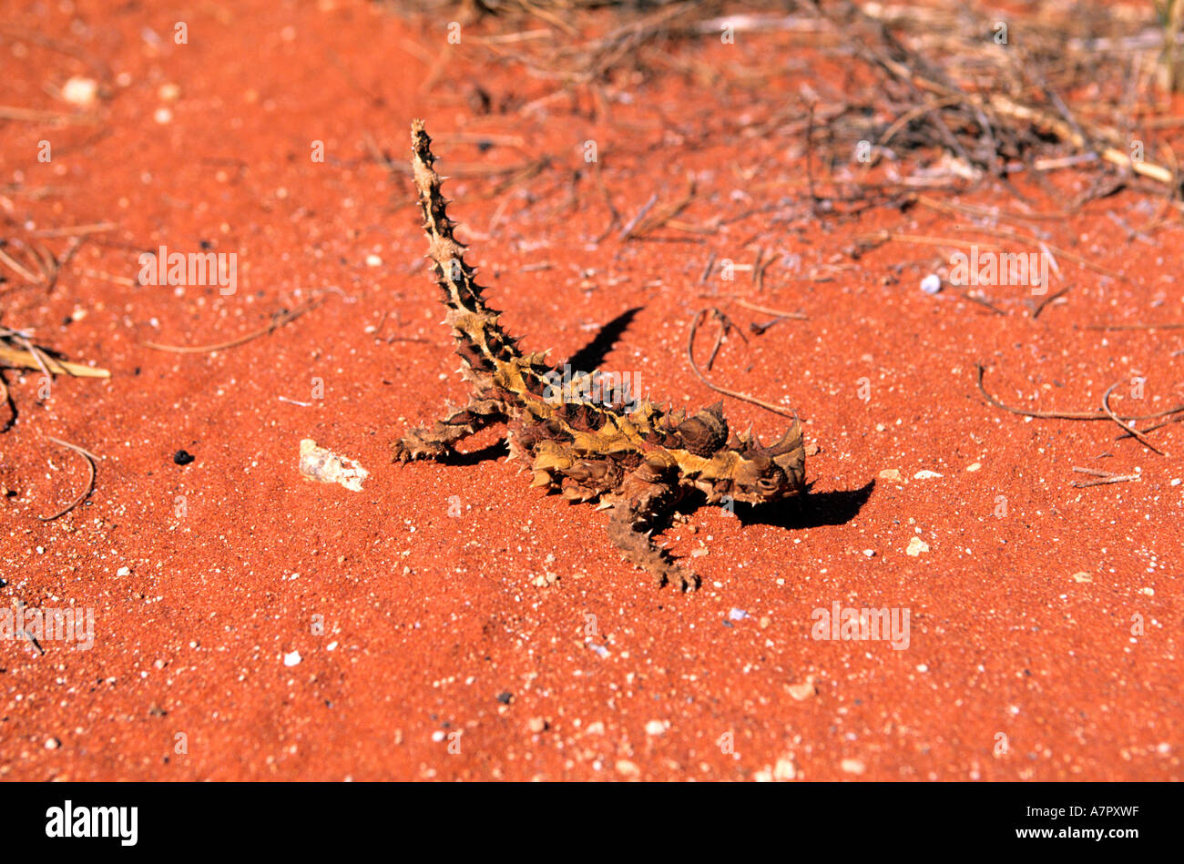 Australia, Northern Territory, a thorny devil lizard Stock Photo Alamy