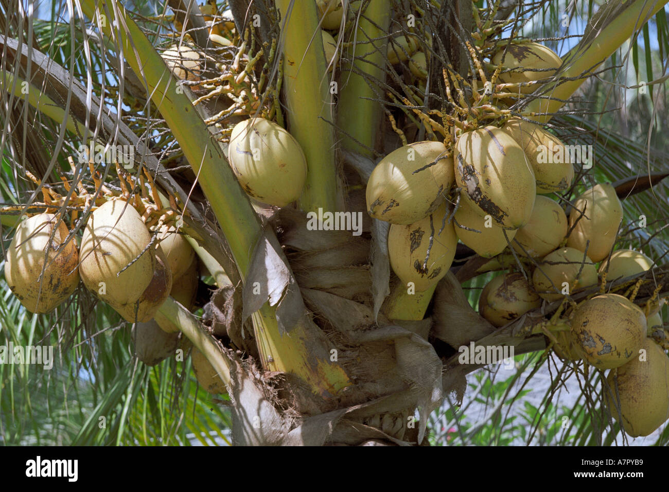 Coconuts Growing On A Coconut Palm Scientific Name Cocos Nucifera Stock Photo Alamy