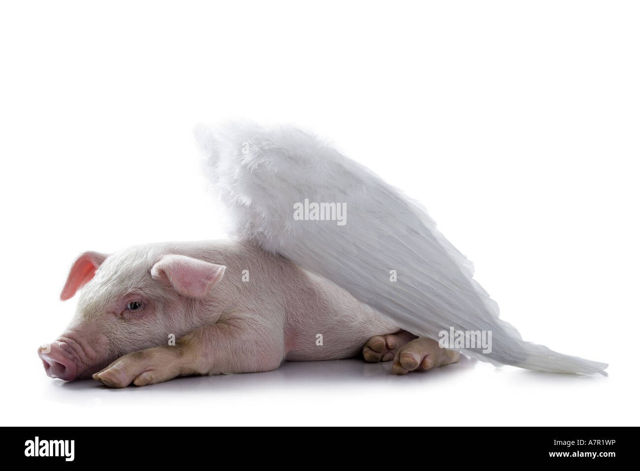 Pig with wings lying down Stock Photo