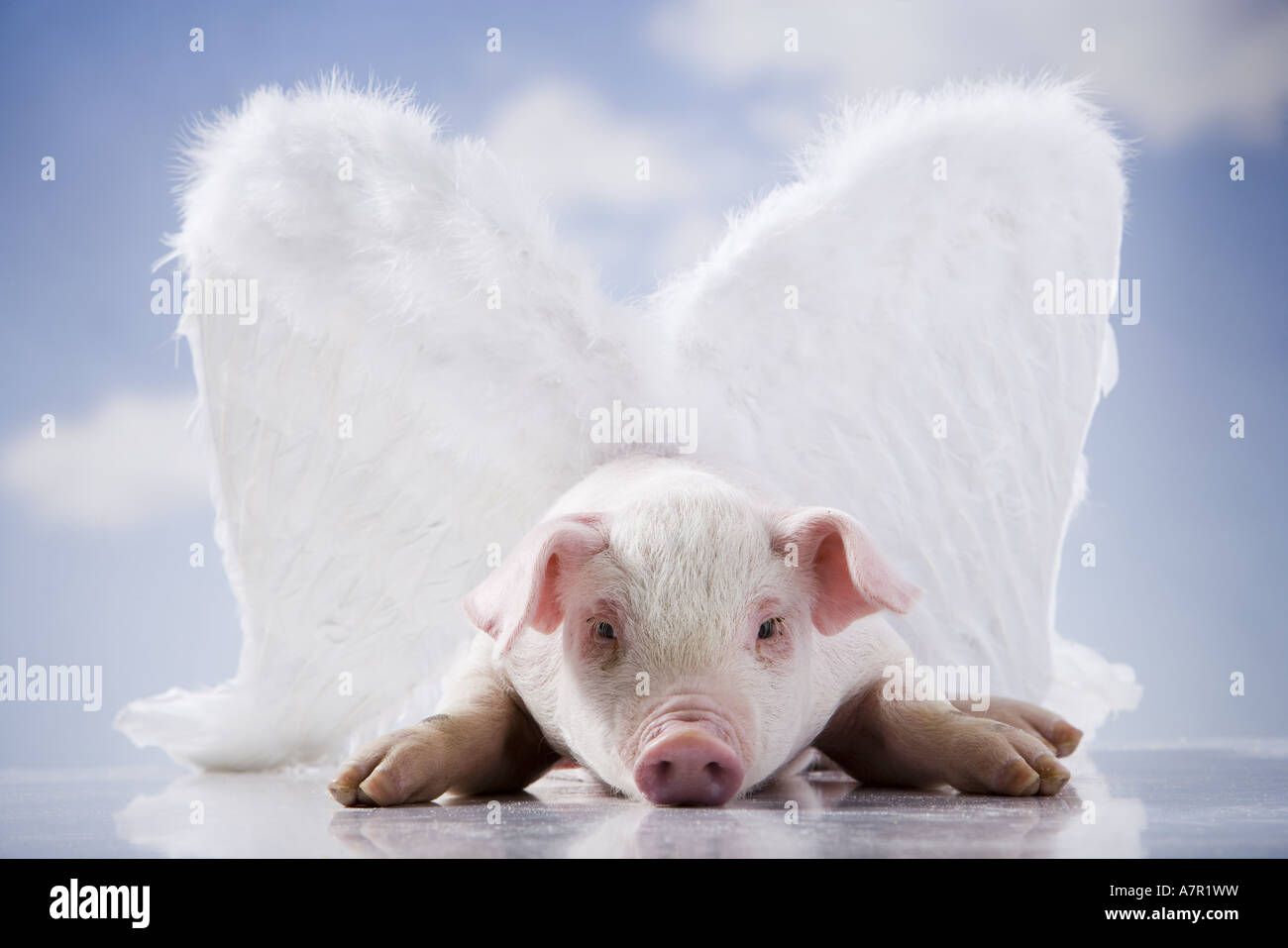 flying pig Stock Photo