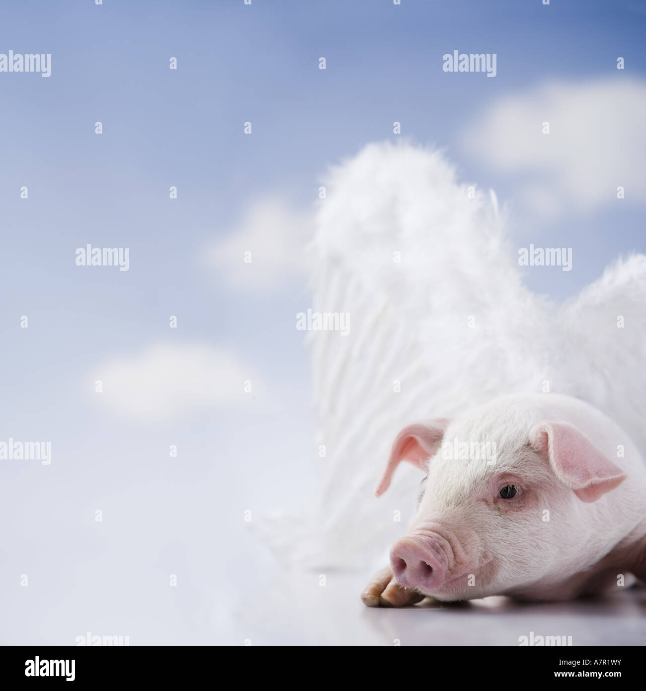 flying pig Stock Photo