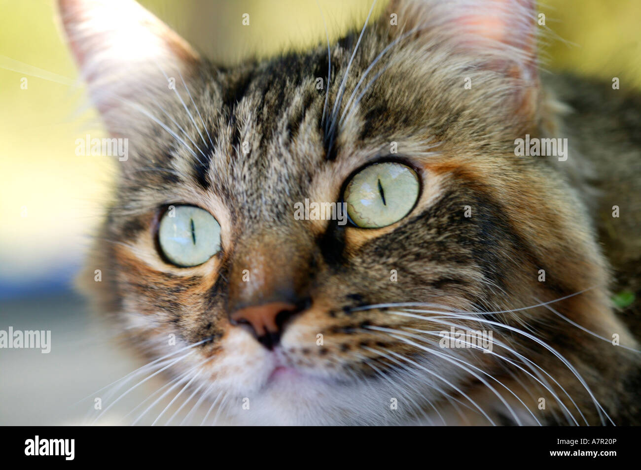 Portrait of a domestic cat with prominent retinal patterns South Africa Stock Photo