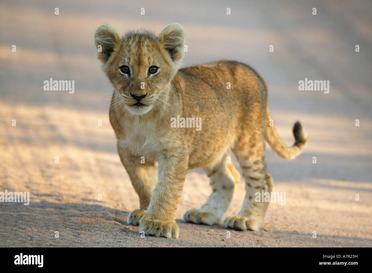 Lion Cub Standing Lion Cub Standing