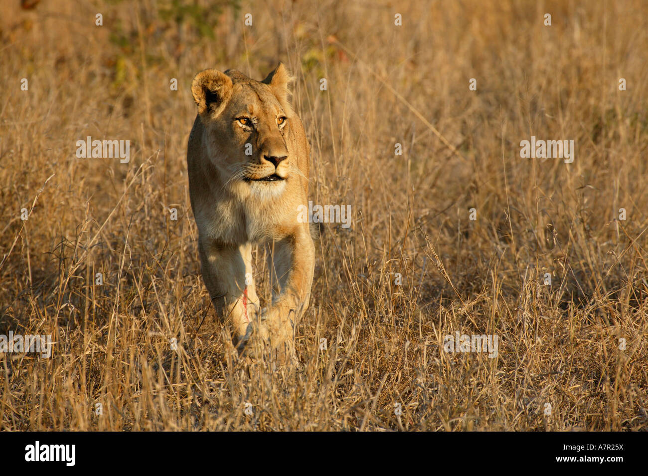 Lioness with a bleeding wound on one foreleg walking towards the camera in long dry grass. Stock Photo