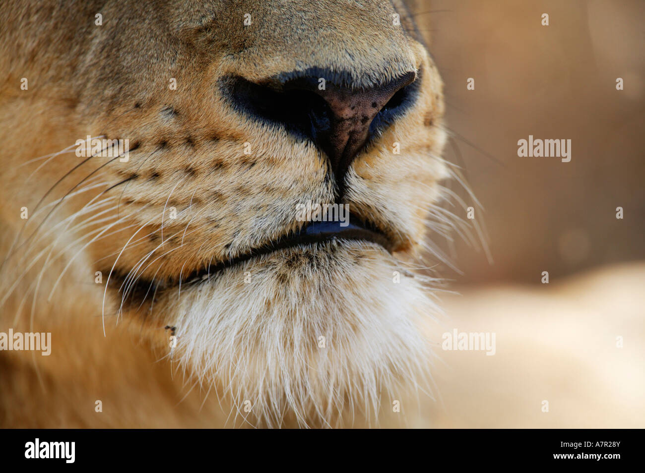 Tight shot of a lions mouth nose whiskers and chin Sabi Sand Game Reserve Mpumalanga South Africa Stock Photo