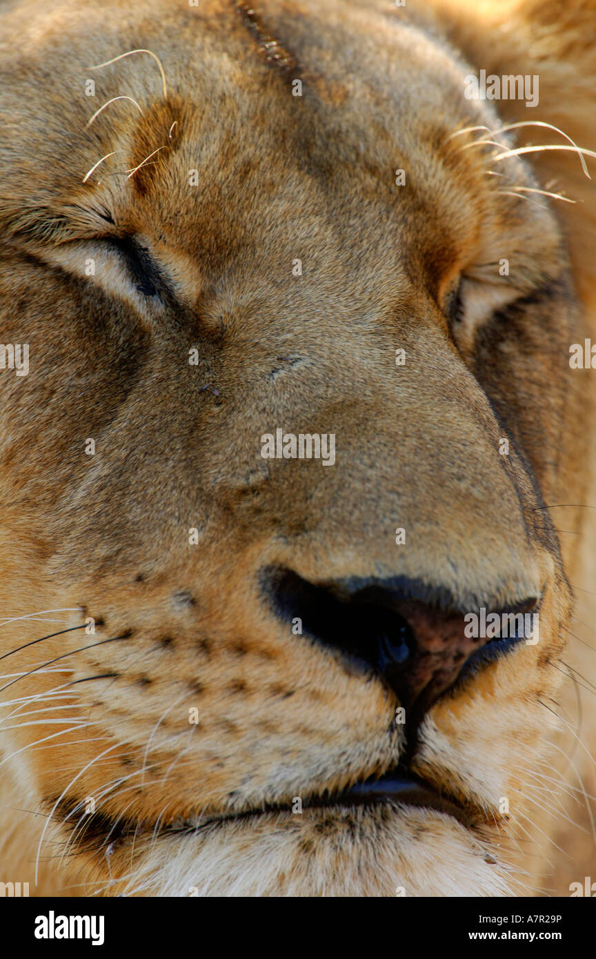 Tight shot of a lioness eyes closed mouth nose Sabi Sand Game Reserve Mpumalanga South Africa Stock Photo