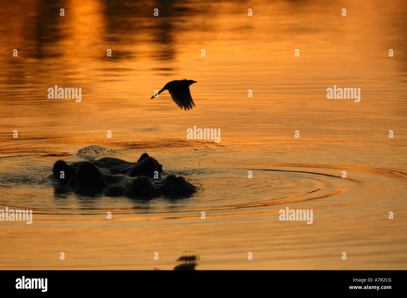 Flying hippopotamus hires stock photography and images Alamy