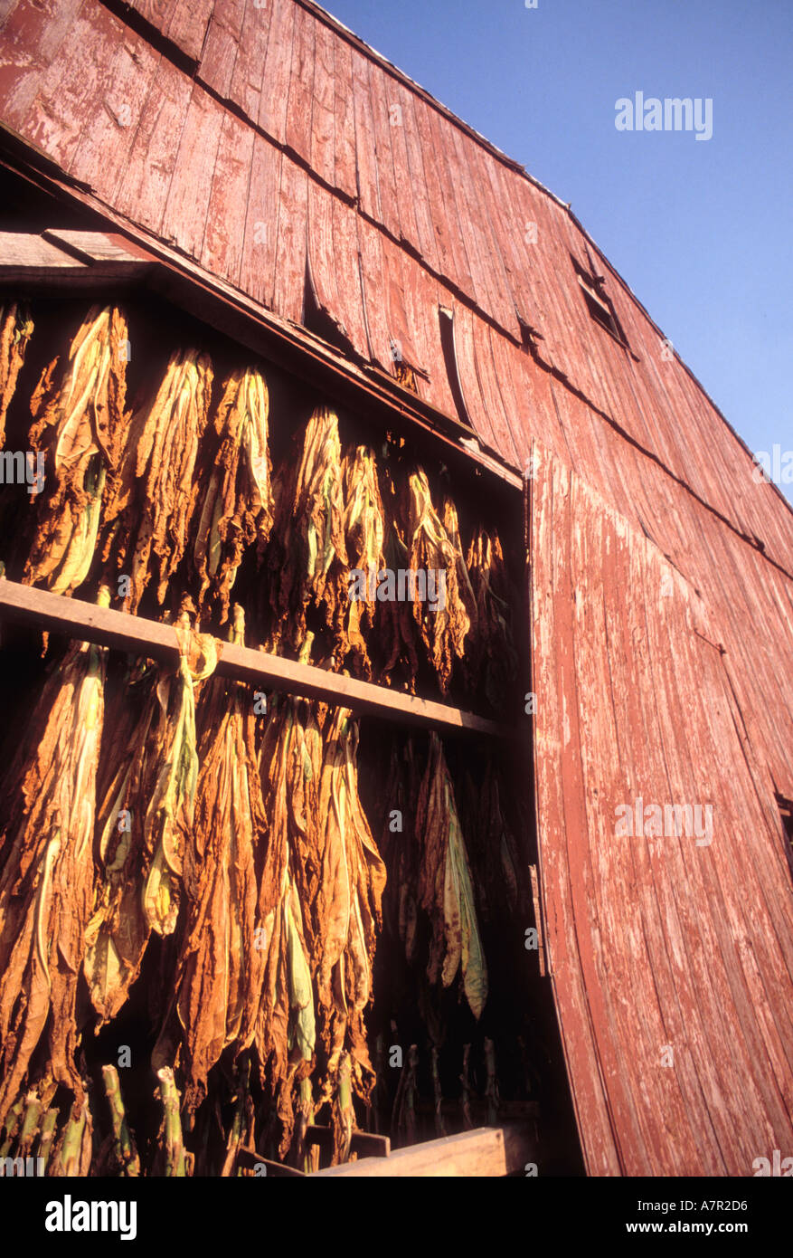 Tobacco drying in barn in USA Tennessee after harvest for cigars and cigarettes which are cancer causing with nicotine Stock Photo