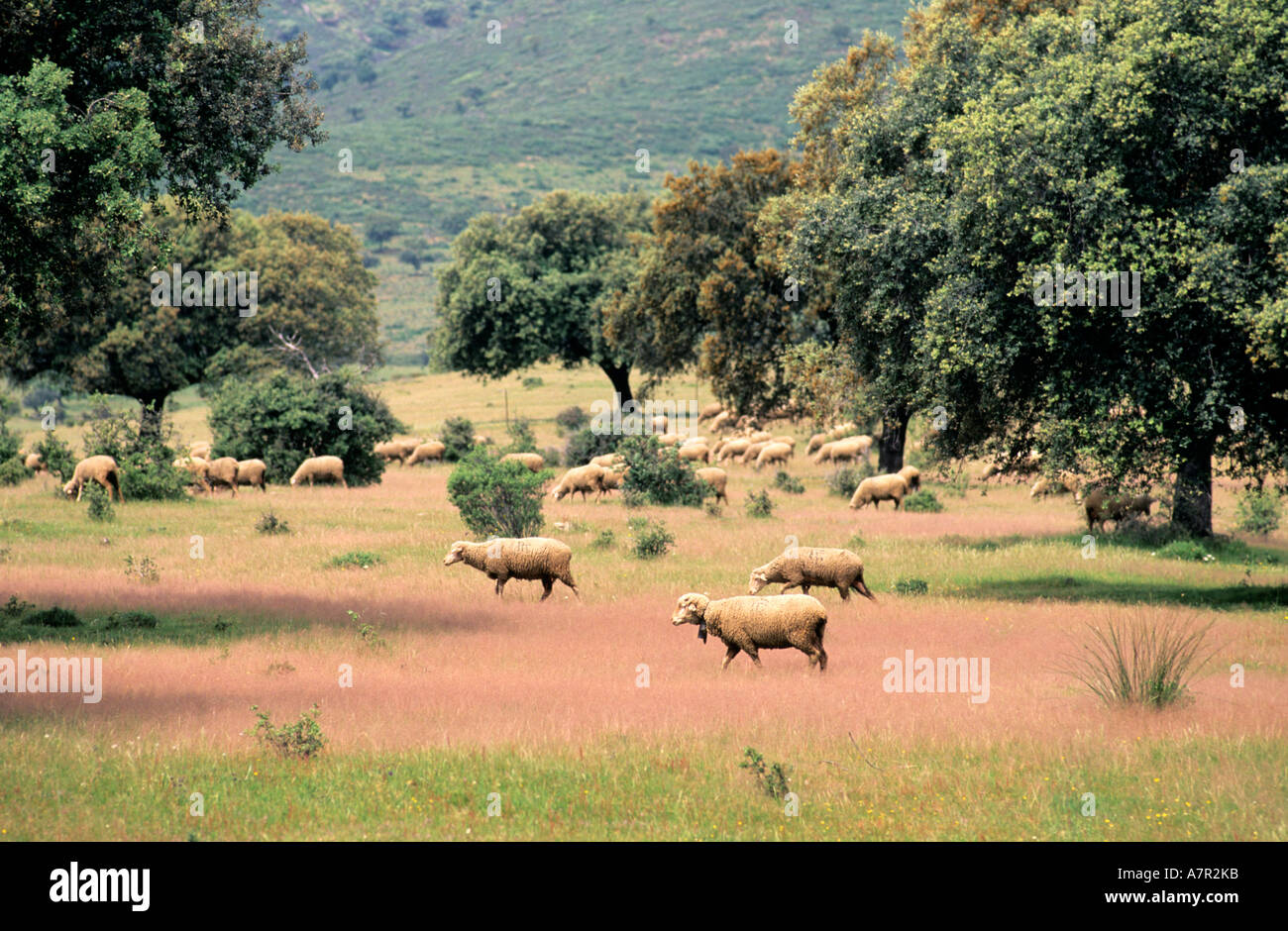 Spain, Estremadura, herd of sheep Stock Photo