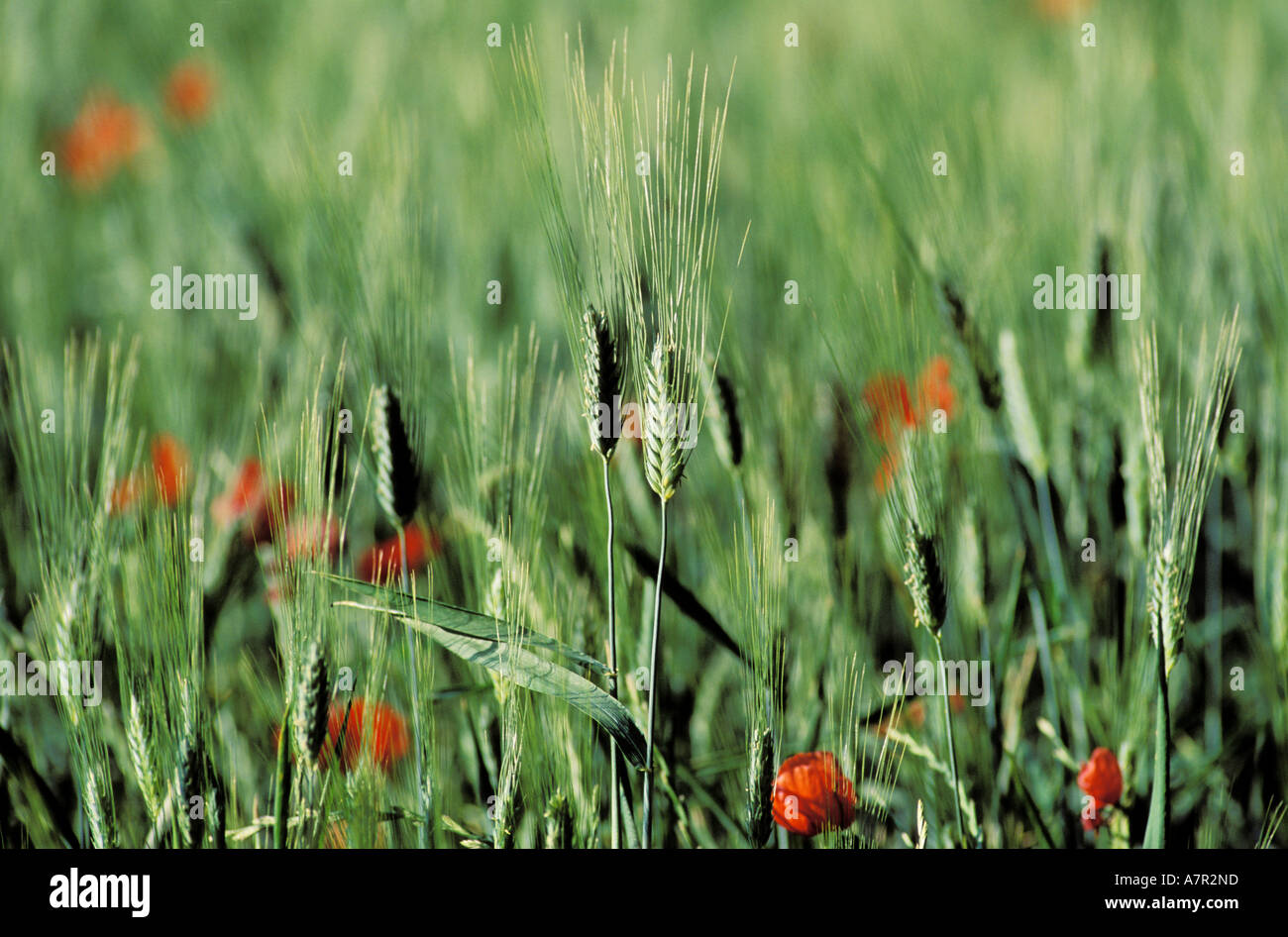 Green fields of france hi-res stock photography and images - Alamy