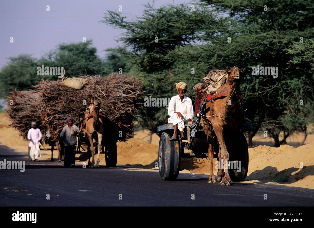 India, Rajasthan, Bikaner area, dromadery carrying a wooden cart Stock Photo