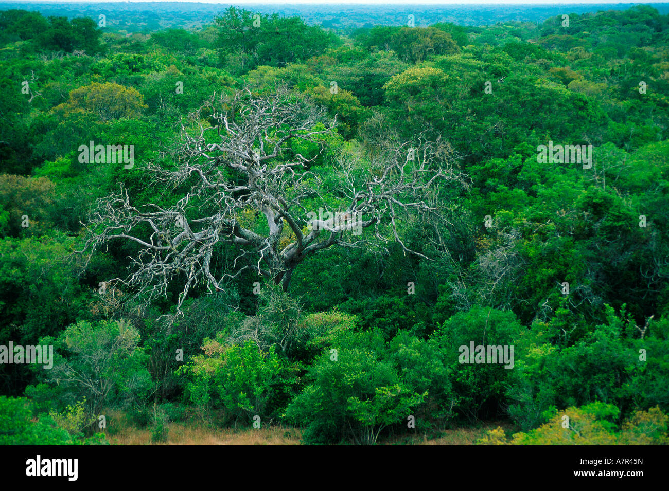 Coastal dune forests in the St Lucia area Kwazulu Natal South Africa
