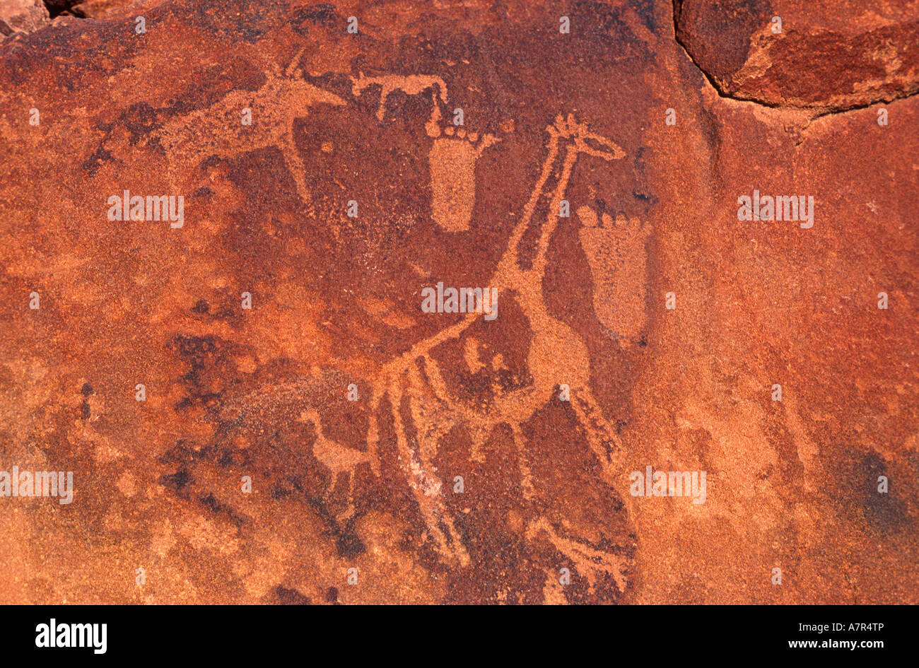 Rock engravings at Twyfelfontein near Khorixas northern Namib Desert Namibia Stock Photo