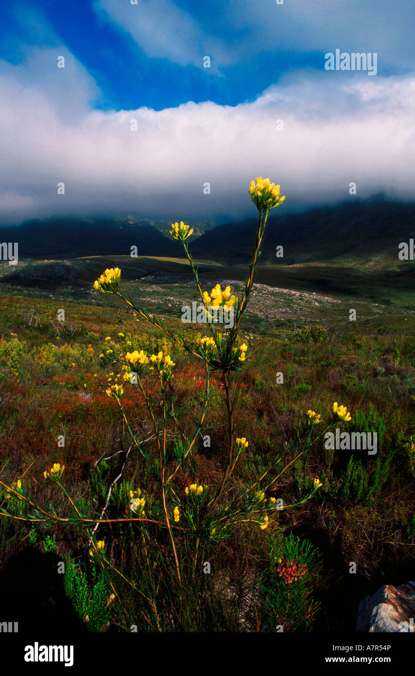 Aulax protea species on mountains slopes Kogelberg Nature Reserve Western Cape South Africa Stock Photo