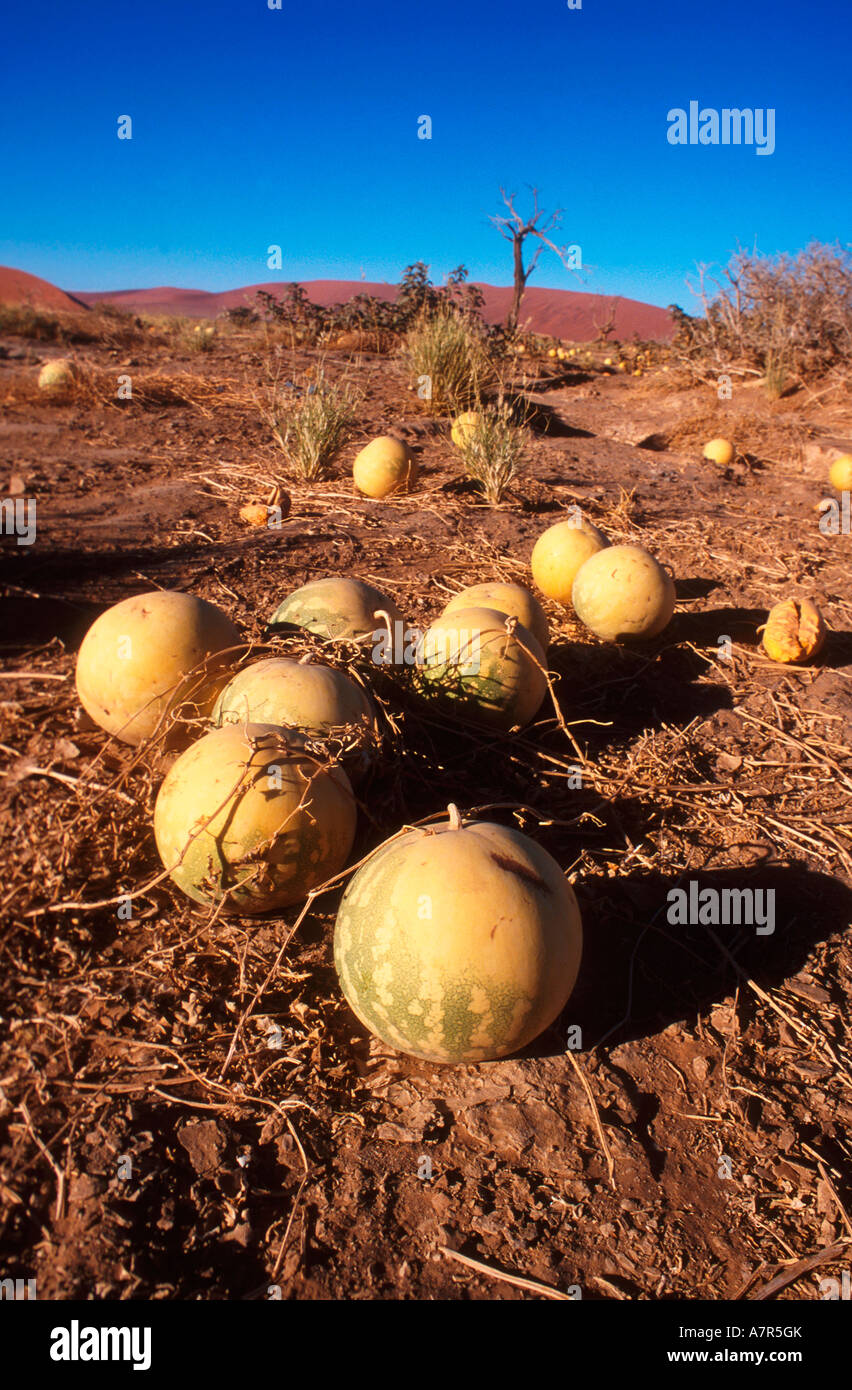 Melons growing hires stock photography and images Alamy
