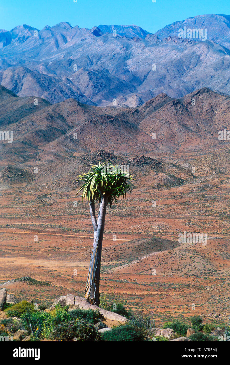 This endangered Aloe pillansii is found in the Helskloof area of the Richtersveld in the North Western Cape Stock Photo