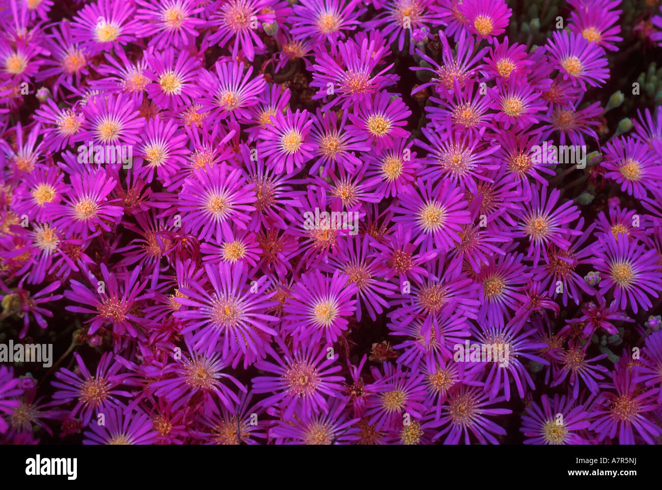 Masses of flowers of fynt nouroebos Drosanthemum hispidum near Springbok in Namaqualand North Western Cape South Africa Stock Photo