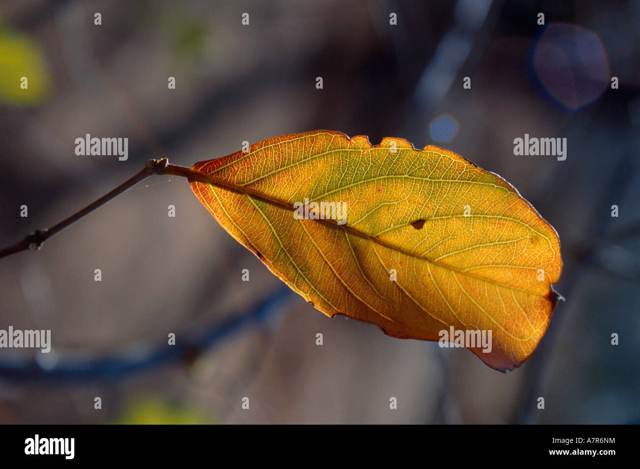 A single Combretum apiculatum leaf in autumn colours showing the texture in the leaf and the venation Hoedspruit Stock Photo