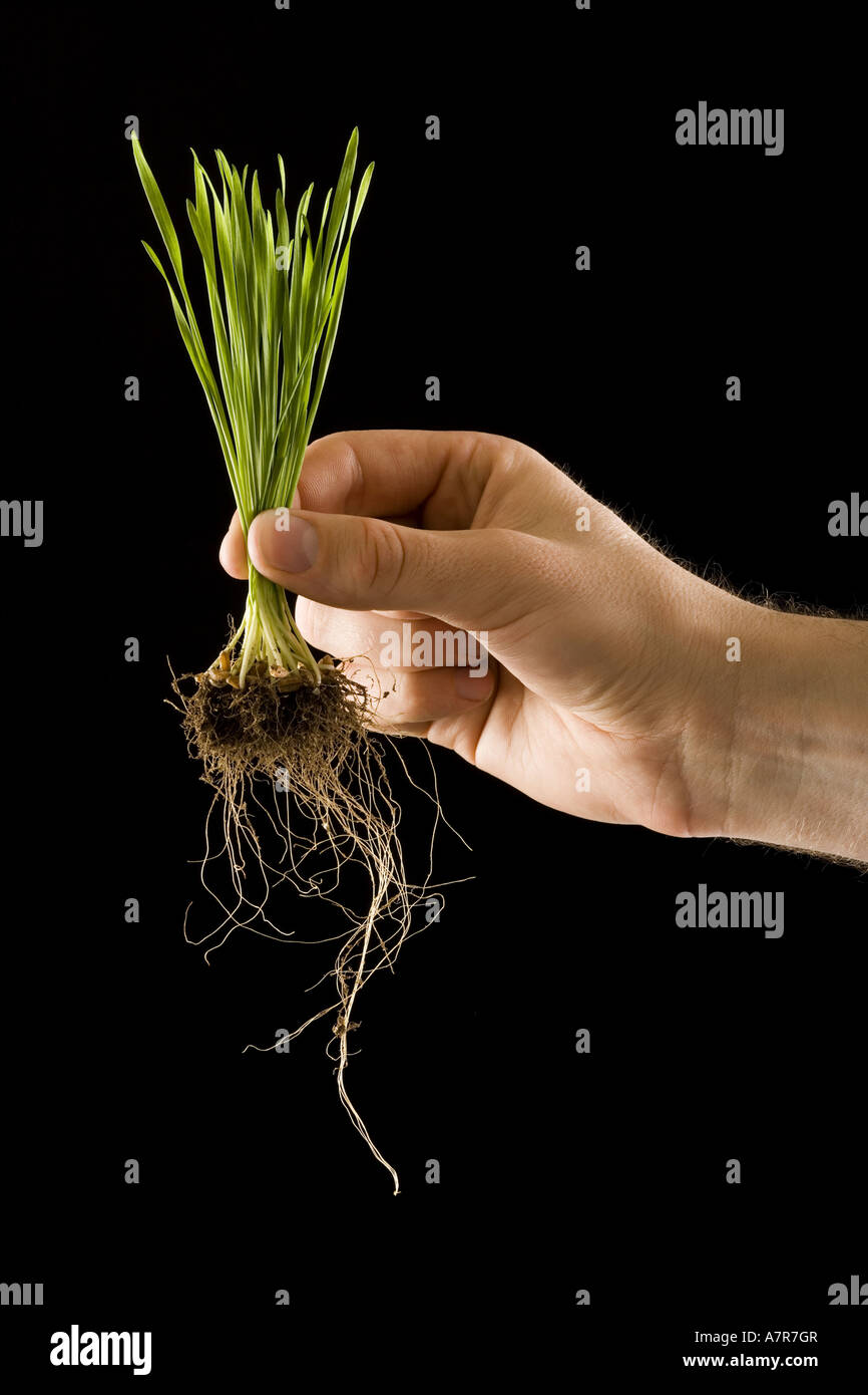 Man holding grass seedling with roots Stock Photo - Alamy