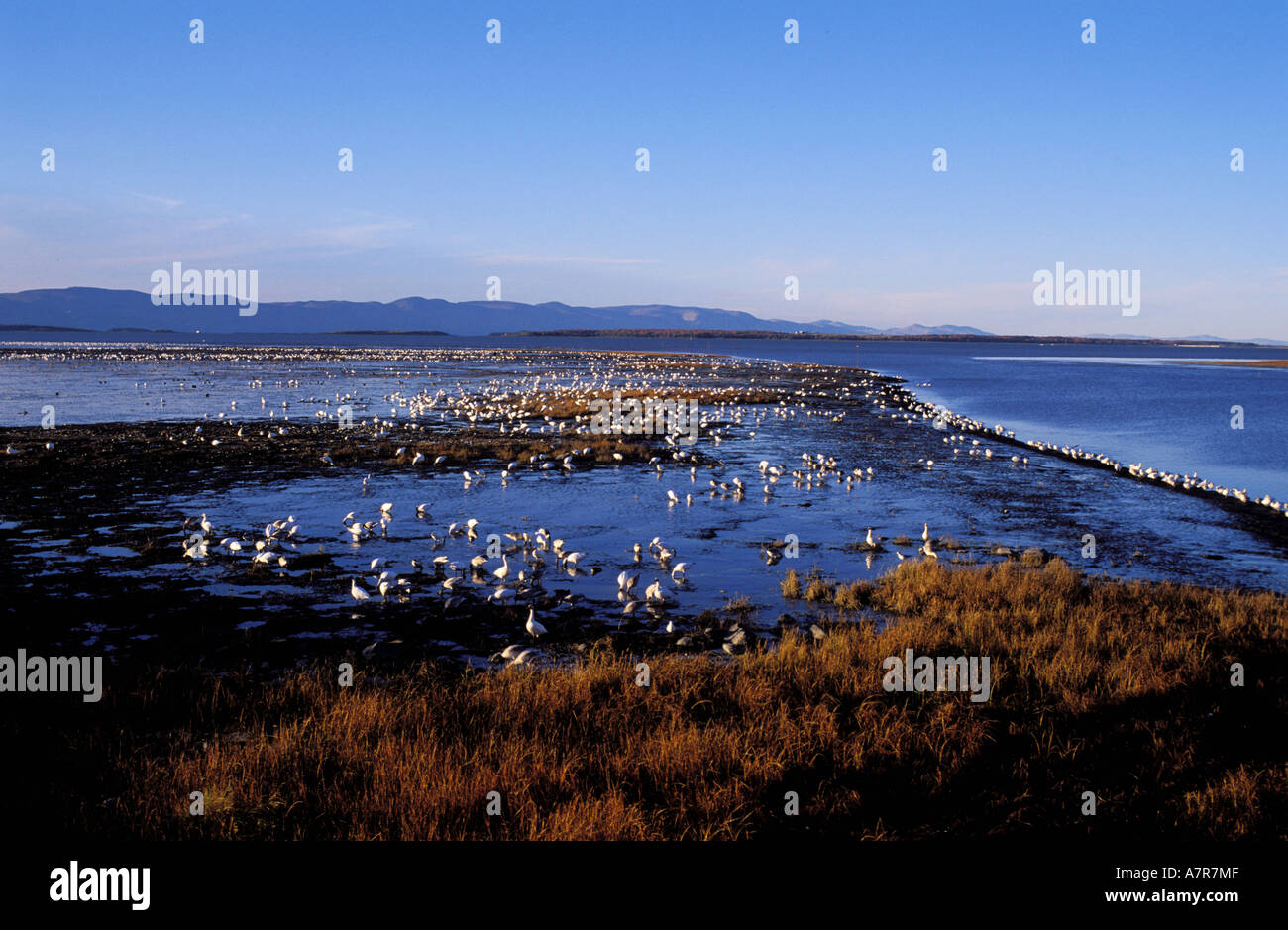 Canada, Quebec Province, Appalache boiler, white Gooses in migration around Montmagny Stock Photo