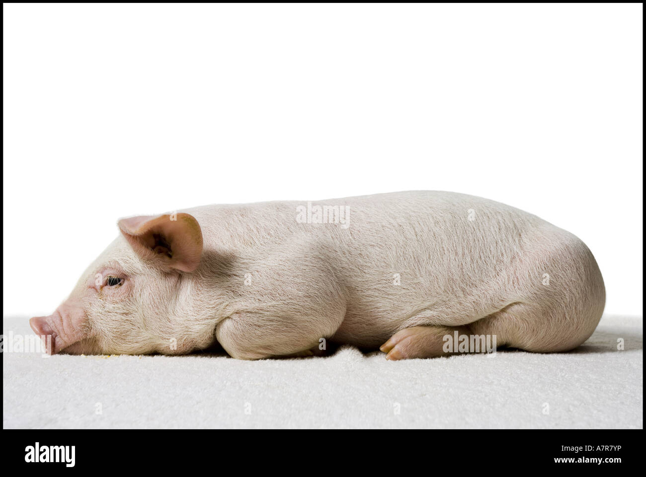 Piglet lying down hi-res stock photography and images - Alamy