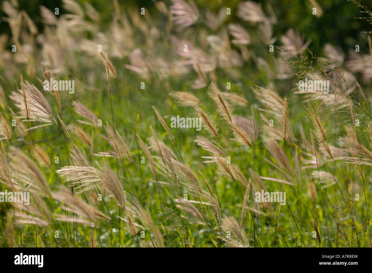 Savanna veld grasses Chloris sp Kruger National Park Mpumalanga South