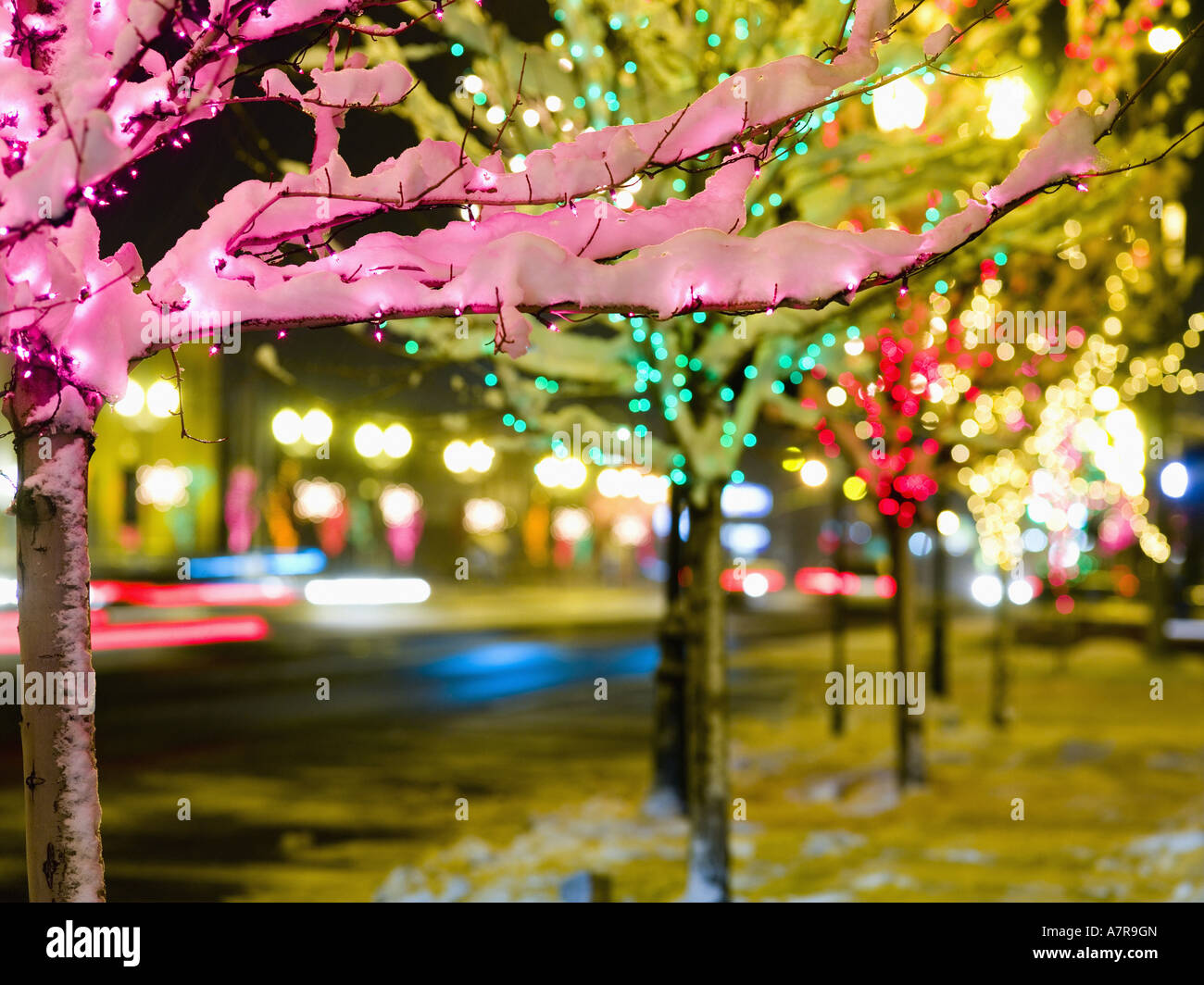 Christmas lights on trees outdoors Stock Photo
