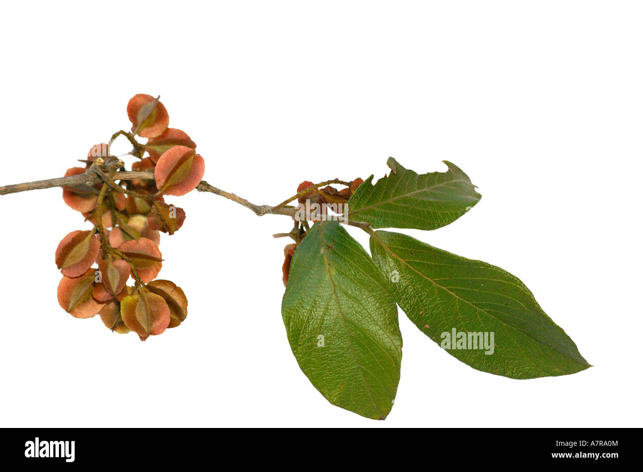 A cluster of Combretum apiculatum red bushwillow seeds Nelspruit Mpumalanga South Africa Stock Photo