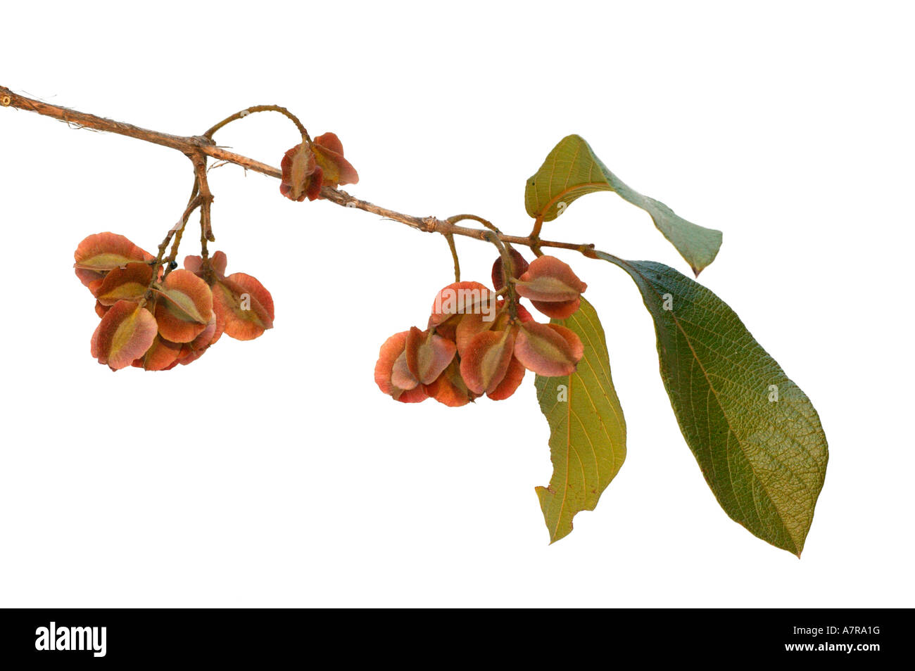 A cluster of Combretum apiculatum seeds red bushwillow on a branchlet Nelspruit Mpumalanga South Africa Stock Photo