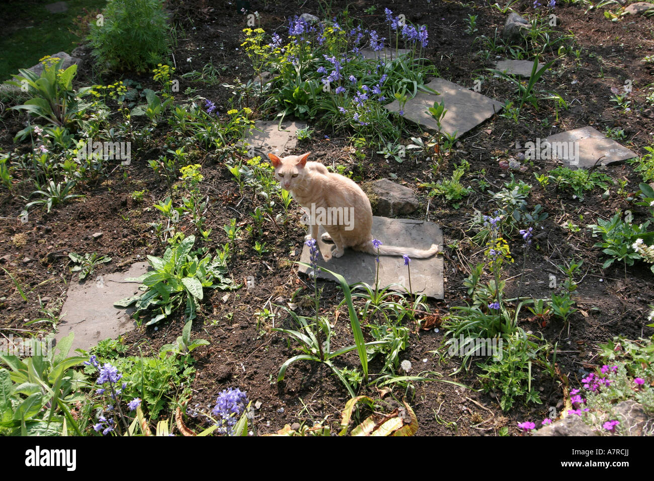 Cornish Rex Cat in Garden Stock Photo