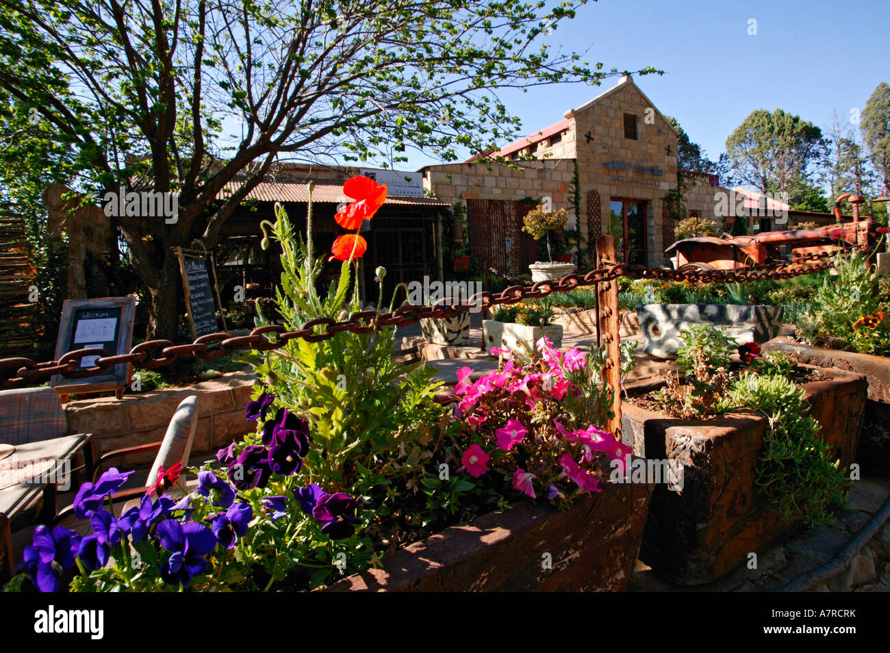 Flowers growing in a flowerbed in downtown Clarens Free State Province South Africa Stock Photo