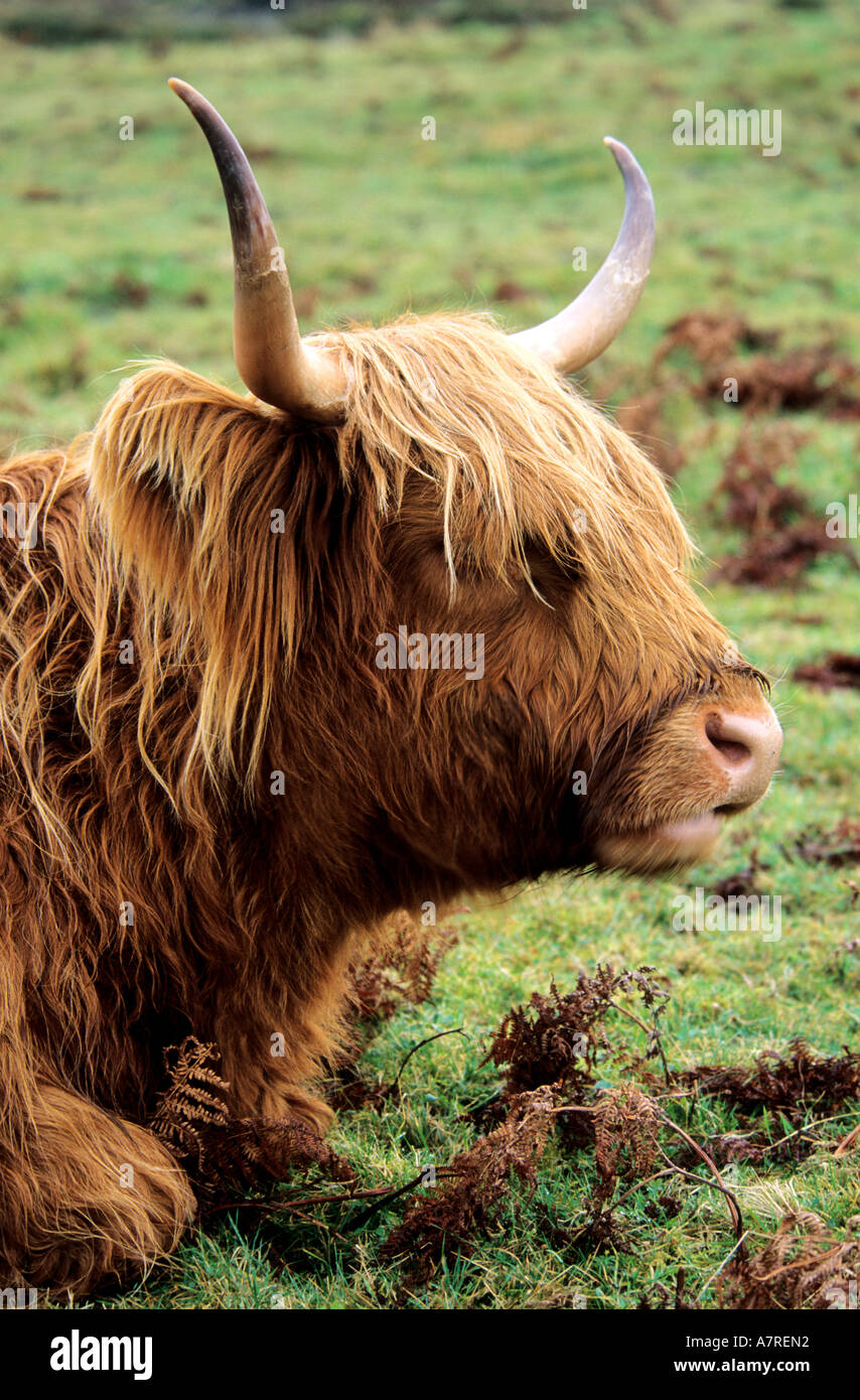United Kingdom, Scotland, the Highlands, highland cow Stock Photo - Alamy