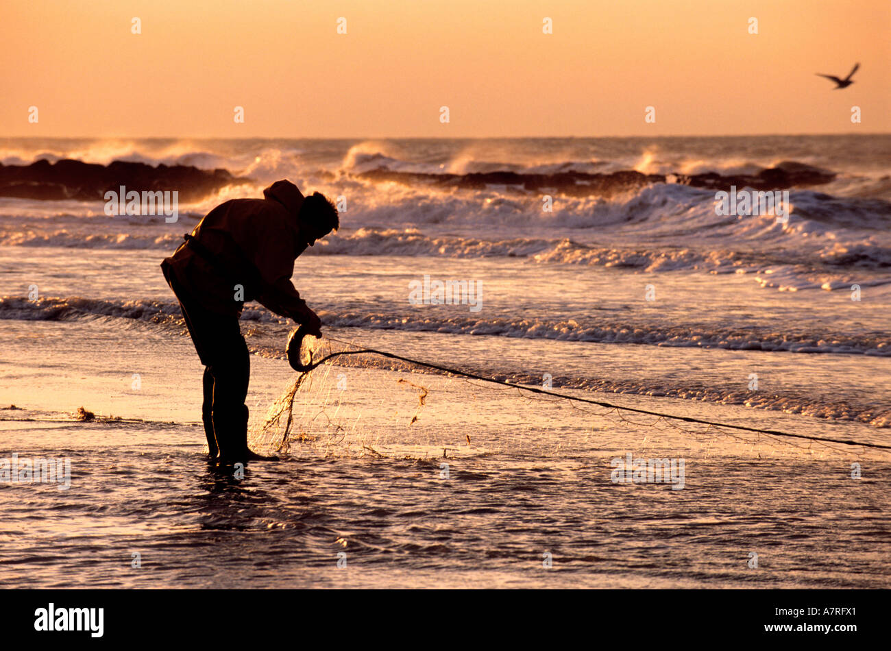 Belgium, West Flanders, Ostend (Oostende), fisherman on foot raising his net on the beach Stock Photo