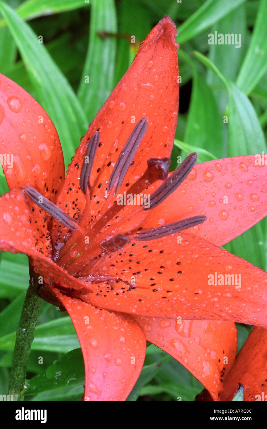 Day lily flower Stock Photo Alamy