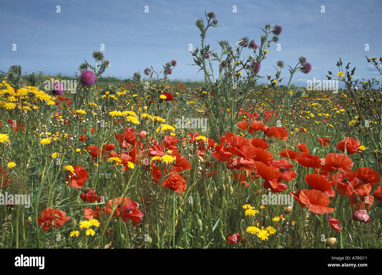 Poppies and other agricultural weeds in a farmers field in East Sussex England Stock Photo