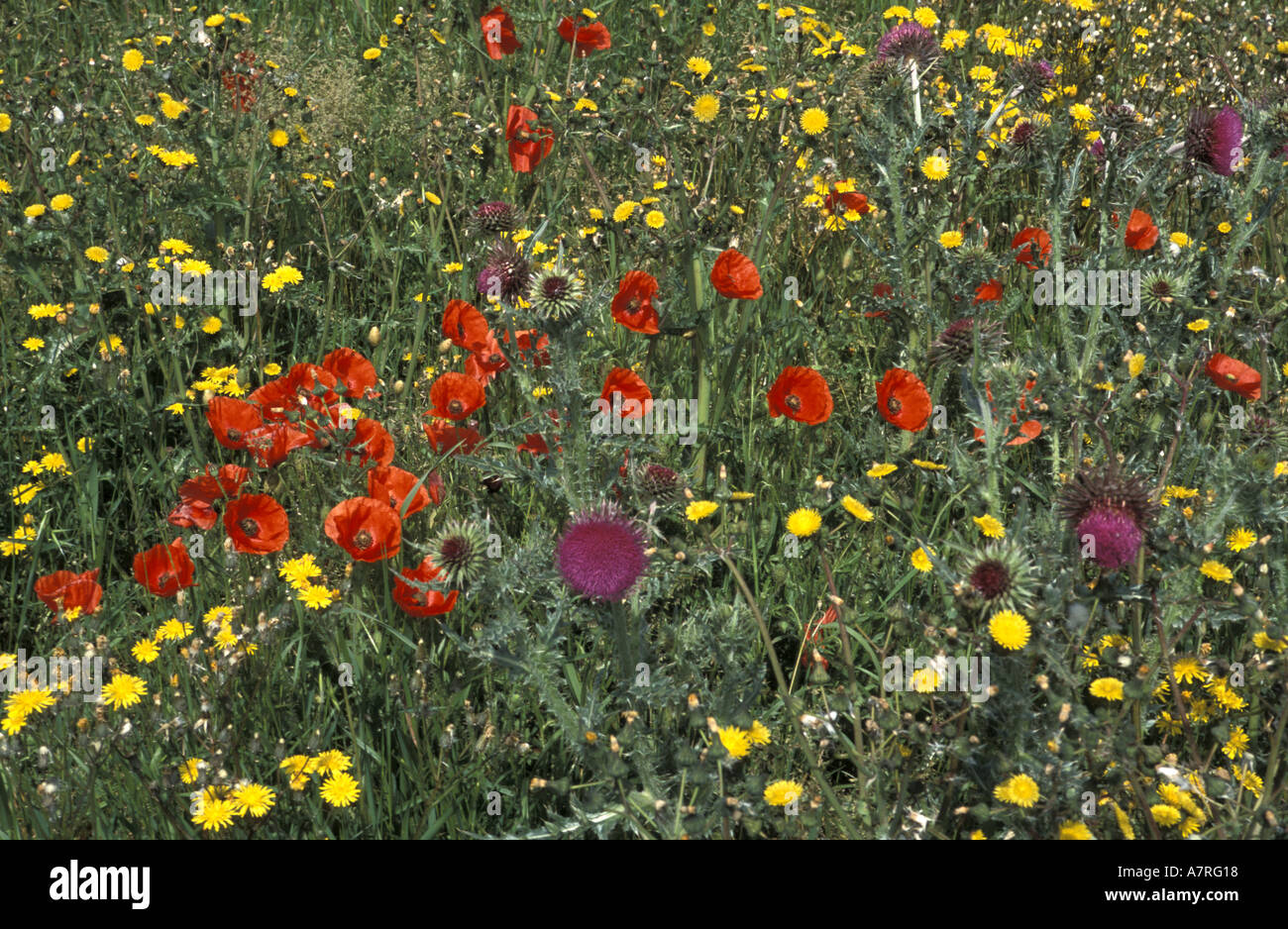 Agricultural weeds hi-res stock photography and images - Alamy